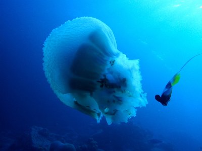 Surin And Similan Islands Liveaboard